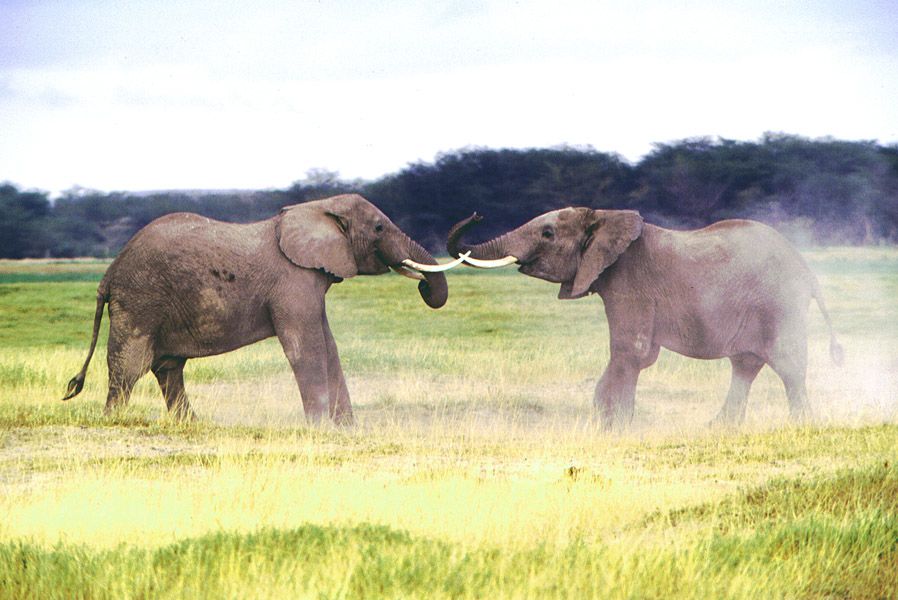Elephants Sparring - Amboseli